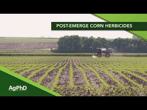 Post-Emerge Weed Control In Corn (From Ag PhD #1152 - Air Date 5-3-20)