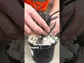 Ophiopogon Nigrescens from Caragh Nurseries