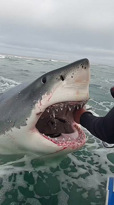 Cameraman wants to take a photo of the mouth from the deadly great white shark!🦈