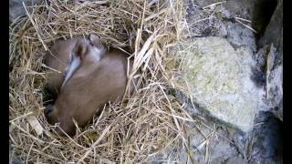 A Pair of Wild Weasels inside a Nesting Chamber | Discover Wildlife | Robert E Fuller
