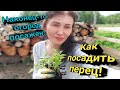 Как посадить перец! Наконец-то огород посажен! 🍅🥒🌶️