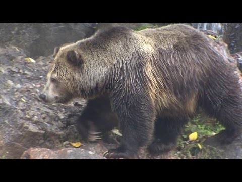 Could California bring back grizzly bears? UCSB researcher says it's not  impossible