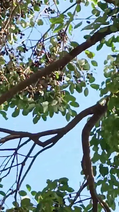 namaz me salam ferne se pahle kya kya padha jata h
