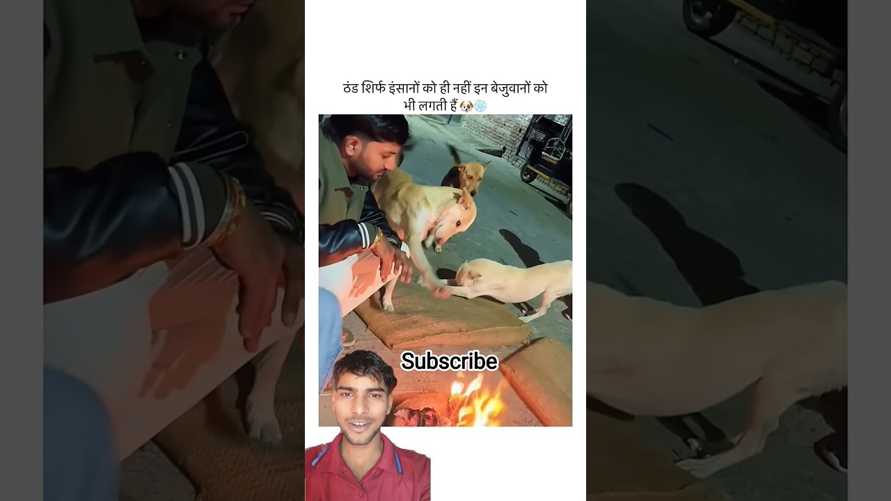 This man ❤️ helped this dog 🐕🔥 #dog #dogshorts #doglove #doglife #ytshorts