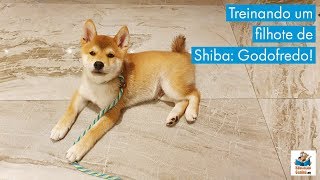 Treinando um filhote de Shiba: Godofredo!