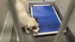 acs A411896