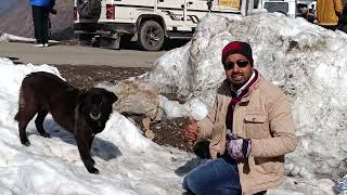 फ्री में मिलने वाला ये कुत्ता 🔥 कितना मजबूत है 😨😍😍 by Pomtoy Anurag 2,011 views 1 month ago 3 minutes, 8 seconds