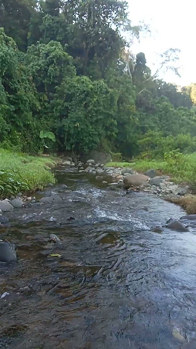 masteran ampuh buat pancingan #burungkicaudialamliar #kicaumania