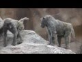 【喧嘩】ヒヒは凶暴？～広島県安佐動物園ヒヒ山の風景