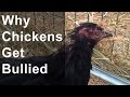 Why do chickens get bullied?