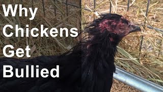 Why do chickens get bullied?