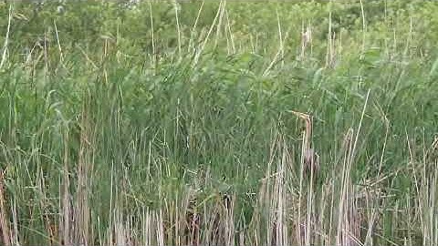 Purperreiger bewoont nest brc13