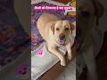 🤣🫣🥴#youtubeshorts #shorts #trendingshorts #doglover#viralshorts #dogshorts #labrador #funny #dog