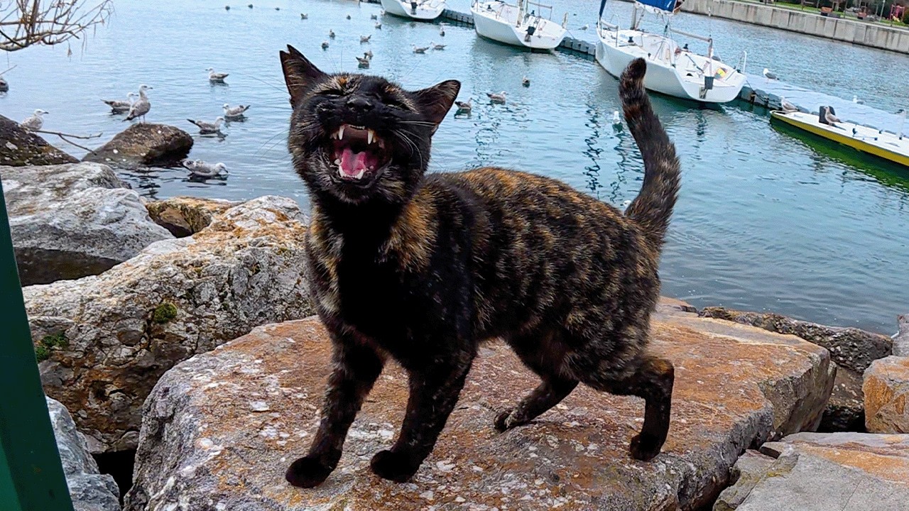 Я встретила самого милого и разговорчивого бездомного кота на свете.