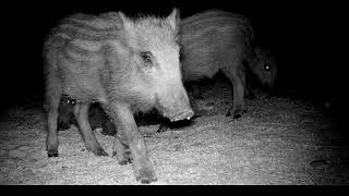 Boars! by Planet Earth Mina 14 views 1 year ago 2 minutes, 9 seconds