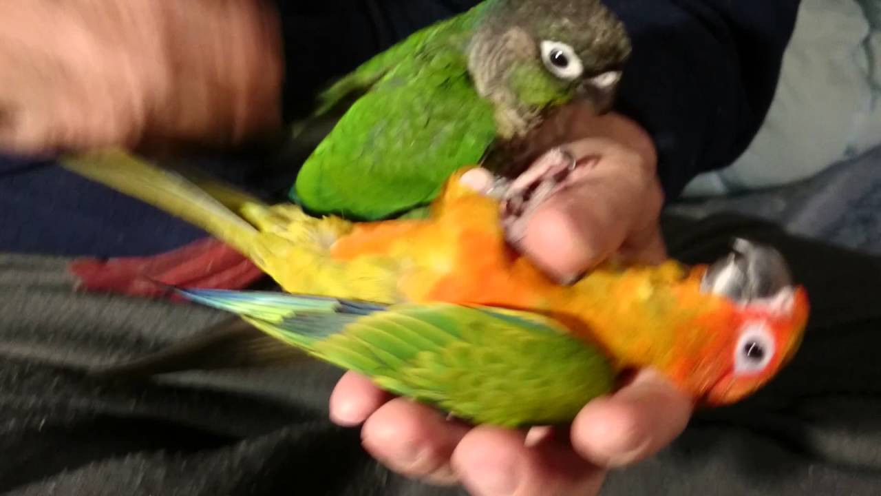 ウロコインコに掻いてもらって思わずアクビ コガネメキシコインコ Youtube