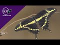 LARGEST BUTTERFLY IN FLORIDA - THE GIANT SWALLOWTAIL LIFE-CYCLE Papilio cresphontes