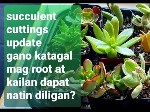 Video: Peach Nematode Control: Paano Gamutin ang Root Knot Nematodes Ng Mga Puno ng Peach