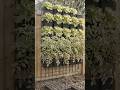 🌱 Wall to WOW in One Timelapse 🌿 #garden #shorts