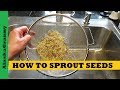 Easy Way To Sprout Seeds Seed Sprouting Jar - Grow Your Own Food In 3 Days