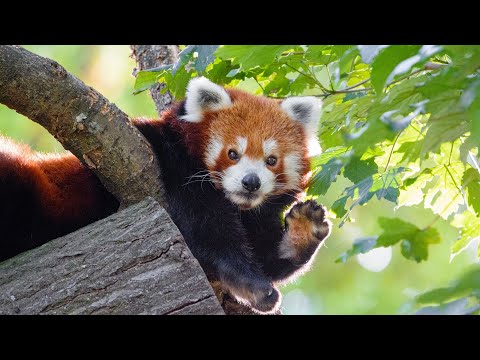 Красная панда: Самое милое существо на планете | Интересные факты про панд и медведей
