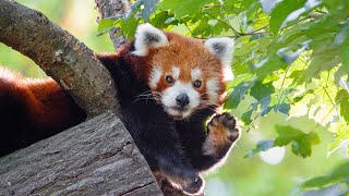 RED PANDA: the Queen of cuteness and the warrior kung fu