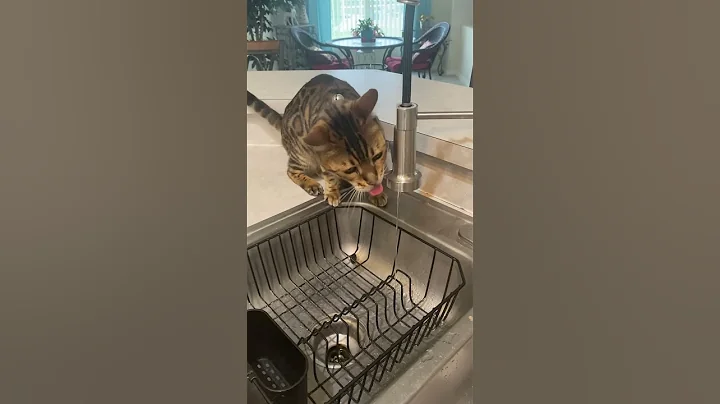 Watch the video about Taylor the Bengal Cat loves a drink of tap water