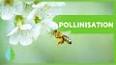 Les insectes et leur rôle méconnu dans la pollinisation ile ilgili video