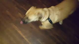 Dobby is a nine-month young lab boxer mix here for basic commands and general obedience