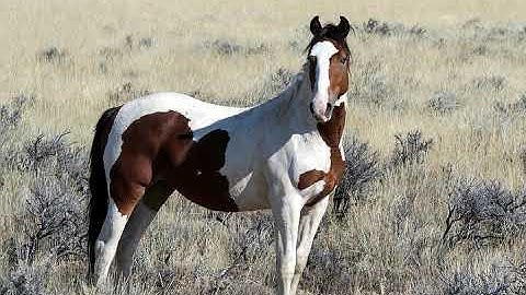 سورة العنكبوت بصوت الشيخ احمد العجمي Surat Al-Ankabut with the voice of Sheikh Ahmed Al-Ajmi