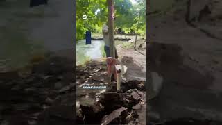 This is how the ground cracked in Mindanao (Philippines) during the magnitude 7.8 earthquake @MeteoredOfficial