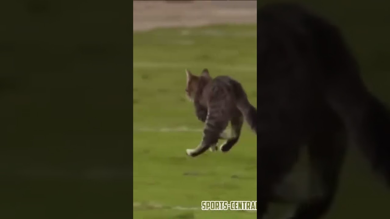 Animals on the field! 😂😂 