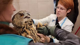 X-ray of Eagle owl Yoll before treatment and after 2 months. Owl at the Vet @RedTabby