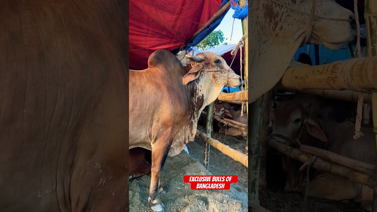 Huge Heavyweight Pakhra Gyr Bull Postogola Haat