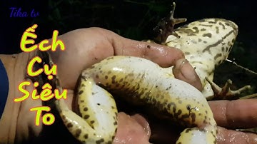 Cắm Câu Ếch Mương Rau Muốn Cái Kết Toàn Ếch To To Quá Đã || Frog fishing || Sông nước miền tây