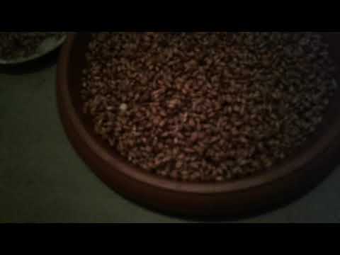 ცოტამ თუიცის რომ დედა ბოცვრისთვის და ზოგადად ბოცვრისთვის რაოდენ მნიშვნელოვანია ჯეჯილი