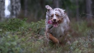 Takaaajo | Canon 80D + Zhiyun Crane V2 | Australian Shepherd & Icelandic Sheepdog