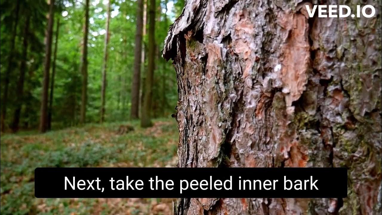 Pine Bark Tea YouTube