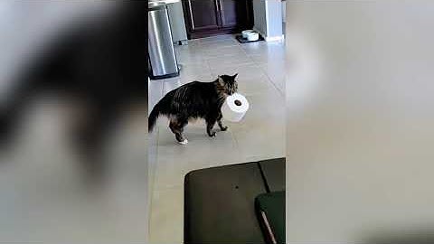 Let my gentle meow and flicking tail brighten your every day.