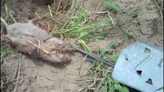 Cinch trap modified