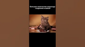 Можно ли кошкам шоколад