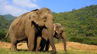 ELEPHANT NATURE PARK | Rescue and Rehabilitation Center in Chiang Mai Province, Thailand