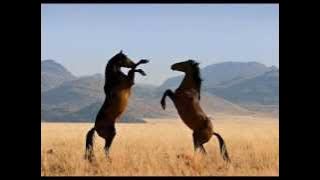 Download lagu IwanFals-Ya..Hui..Ha..He..Ha..