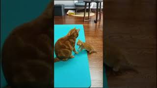 Cute Cats Cats - Cute And Funny Cat Videos Aww Animals