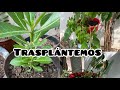 Trasplantando mi ROSA del desierto y mi ala de ÁNGEL 🌺🪴#plantas