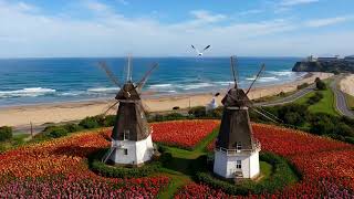 TULIPS Golden Gate Park. DUTCH WINDMILLS. San Francisco