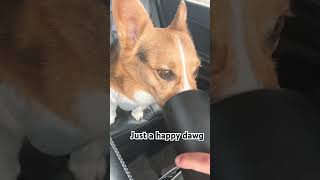 Just a happy Dawg #viral #trending #corgi #cute #cuteness #funny #dog #shorts