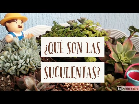Video: ¿Qué es una planta suculenta? - Suculenta vs. Características de los cactus y otras plantas suculentas