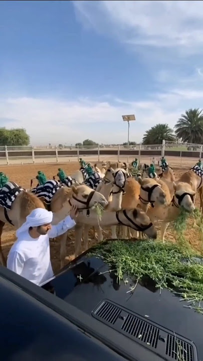 Sheikh Hamdan Loves Camel Lifestyle✨🤴🐪#luxury #dubai #royalfamily #uae #lifestyle #sheikhhamdan