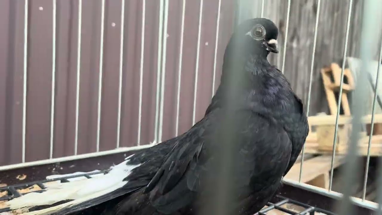 Pokaz Czarny orlik bialostocki samica  24 października 2025